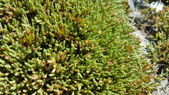 Kelleria villosa