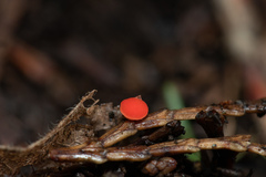 Pseudopithyella minuscula