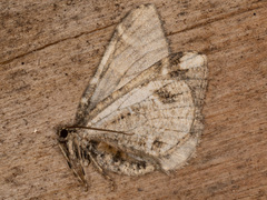 Stamnodes albiapicata