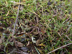 Microseris bigelovii