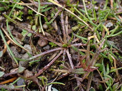 Microseris bigelovii