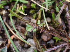 Microseris bigelovii