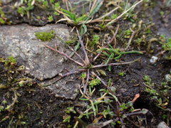 Microseris bigelovii