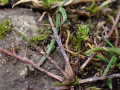 Microseris bigelovii