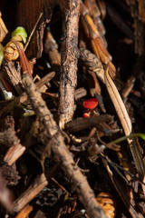 Pseudopithyella minuscula