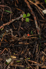 Pseudopithyella minuscula