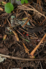 Pseudopithyella minuscula