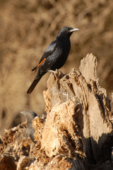 Onychognathus tristramii