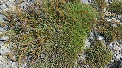 Kelleria villosa