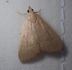 Hypsopygia albidalis