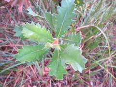 Banksia quercifolia