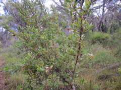 Banksia quercifolia