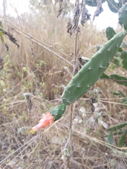 Opuntia cochenillifera