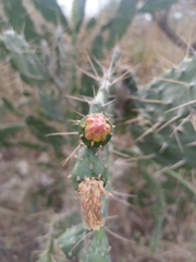 Opuntia cochenillifera