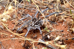 Tasmanicosa ramosa