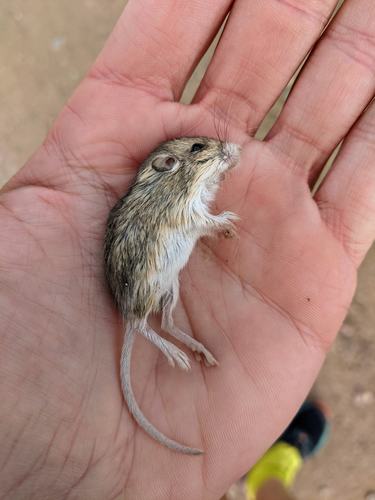 Silky Pocket Mouse