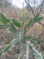 Opuntia cochenillifera