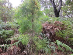 Persoonia longifolia