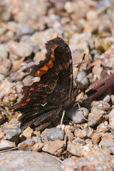 Polygonia oreas