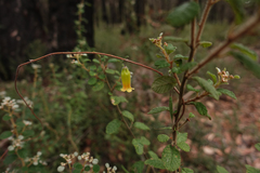 Marianthus bignoniaceus