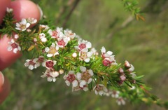 Taxandria juniperina