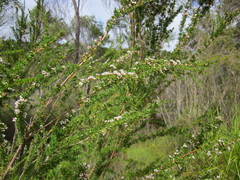 Taxandria juniperina