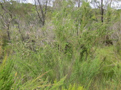 Taxandria juniperina