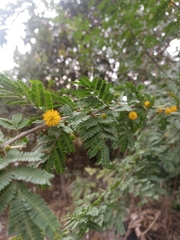 Vachellia farnesiana