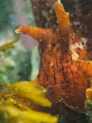 Aplysia extraordinaria