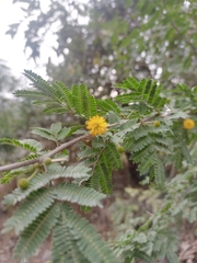 Vachellia farnesiana
