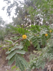 Vachellia farnesiana