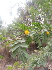 Vachellia farnesiana