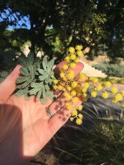 Acacia baileyana