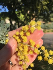 Acacia baileyana