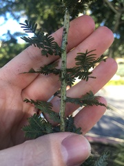 Acacia baileyana