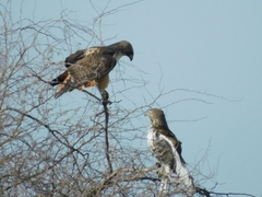 Buteo jamaicensis