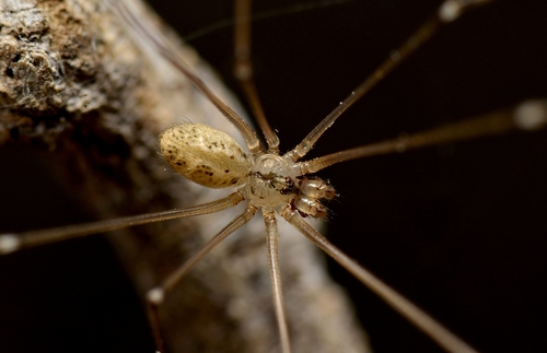 Trichocyclus arabana