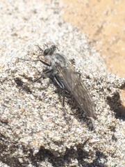 Graptostylus dolosus