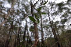 Marianthus bignoniaceus