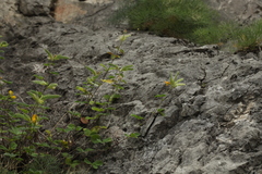 Argyrolobium biebersteinii