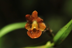 Epidendrum amayense
