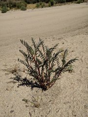 Astragalus douglasii perstrictus