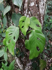 Monstera acuminata