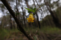 Marianthus bignoniaceus