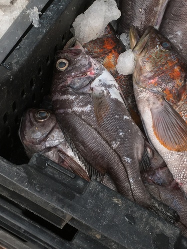 Druifoog-zeebaars (Hemilutjanus macrophthalmos) — Serranidae — 2
