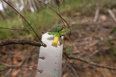 Marianthus bignoniaceus