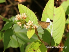 Aeromachus bandaishanus