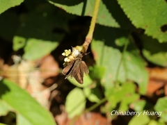 Aeromachus bandaishanus