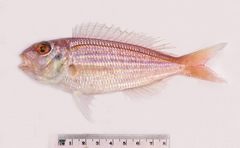 Nemipterus theodorei