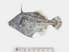 Paramonacanthus lowei